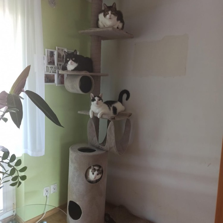 Drapak Sufitowy nr 3 250-300 cm